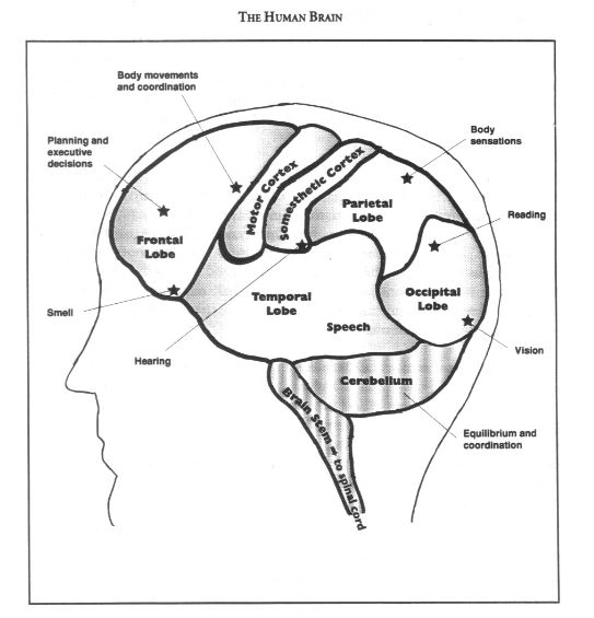 what functions are carried out by the human brain concept covered the brain 2 answers